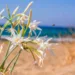 Giglio di mare (Pancratium maritimum). ©Depositphotos