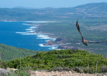 Un giovane grifone riprende il volo da Monte Timidone, nel Parco di Porto Conte. © Mauro Sanna (AFNI Sardegna)