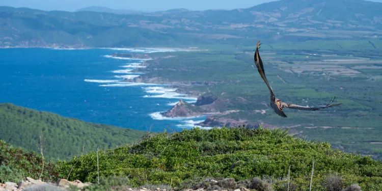 Un giovane grifone riprende il volo da Monte Timidone, nel Parco di Porto Conte. © Mauro Sanna (AFNI Sardegna)
