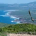 Un giovane grifone riprende il volo da Monte Timidone, nel Parco di Porto Conte. © Mauro Sanna (AFNI Sardegna)